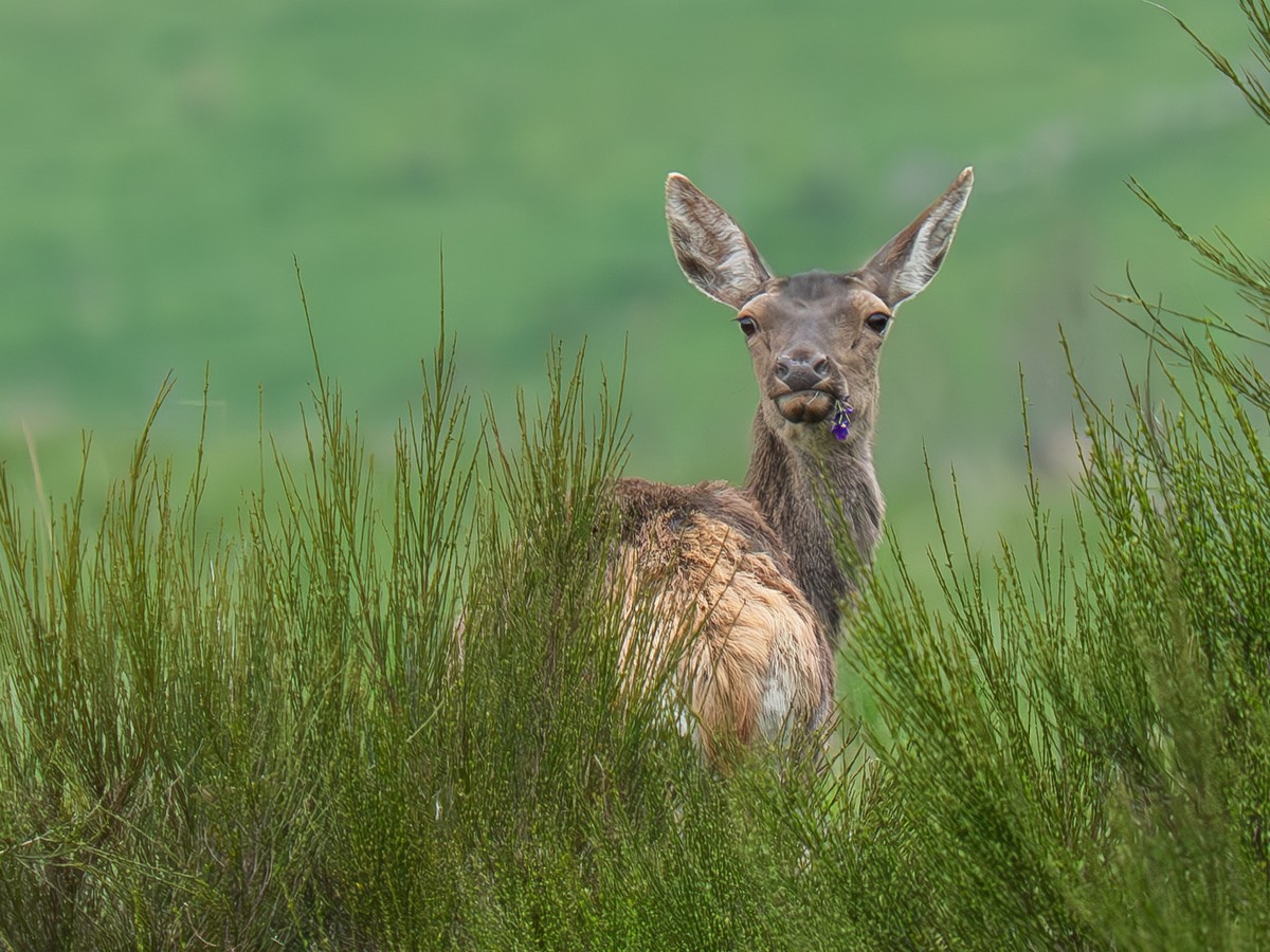 06052025-photo biche.jpg